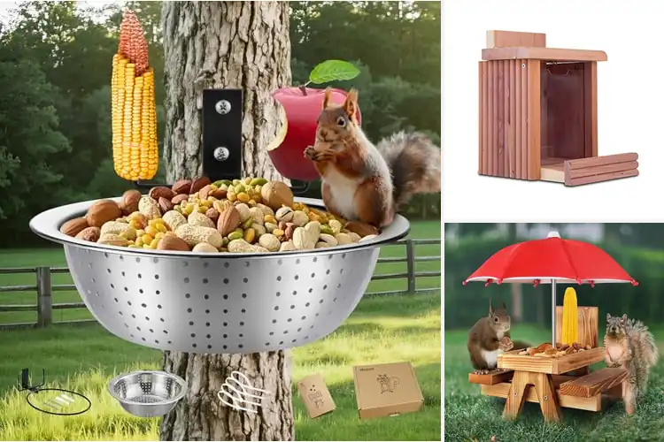 Detailed view of Best Squirrel Feeders: 10 Durable & Charming Backyard Picks